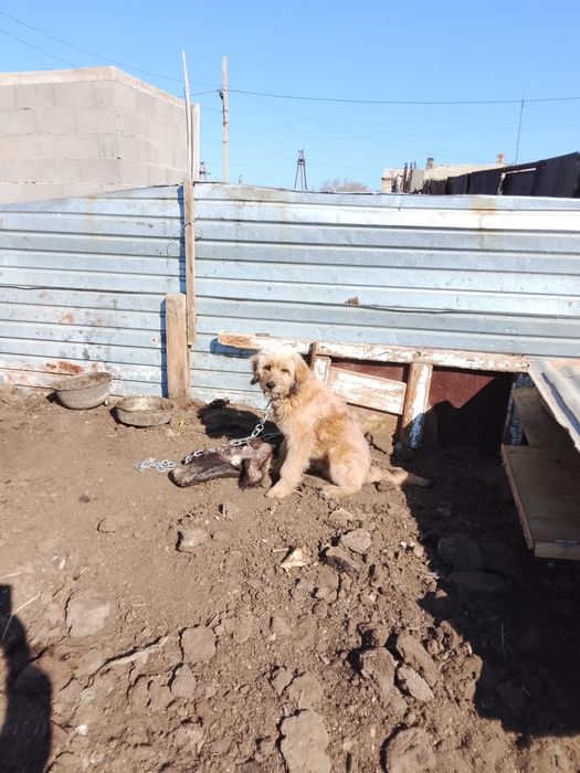 Отдам хорошего щенка