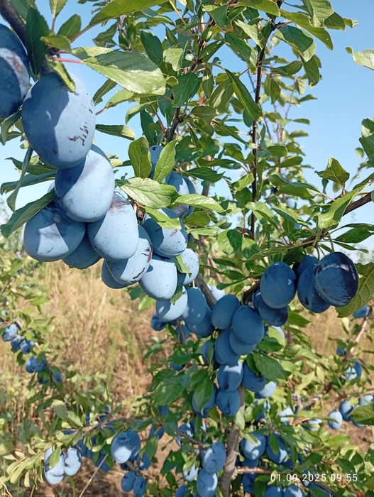 Prune pentru palinca