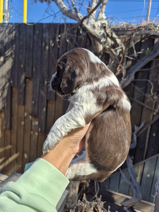 Мальчик спаниель пегий