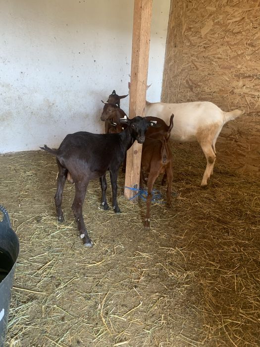 Capre saanen si murciano granadina