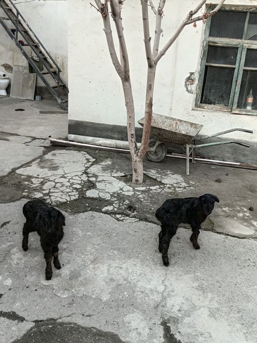 Bolalik qoy 2 ta bollasi