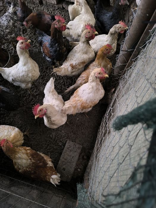 Млади пилета на 4 месеца