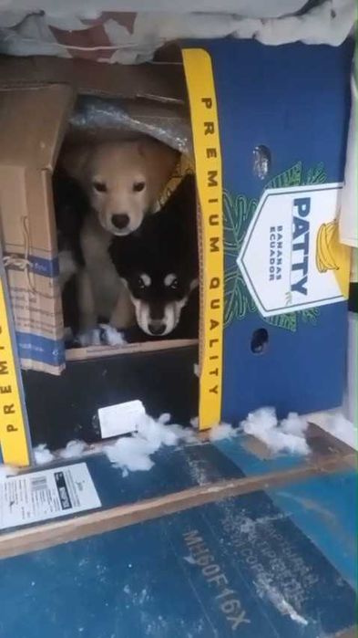 Ищем дом для малышей!