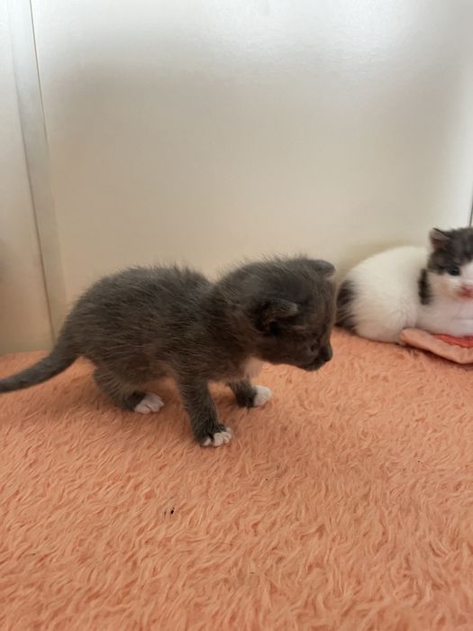 Котята вислоухие