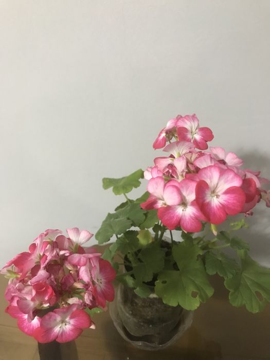 Продам пиларгонии(герань)