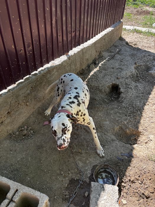 Продается собака