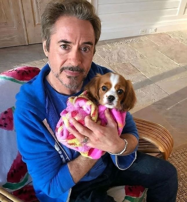 Кавалер Кинг Чарльз Спаниель ранее бронирование