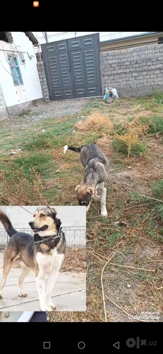 5 oylik qiz kuchuk ota taraf ploskiy moynoq ona tarafi pirat balkanski