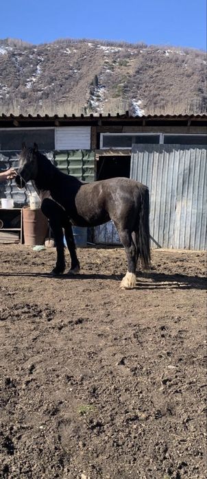 Жеребец в косяк