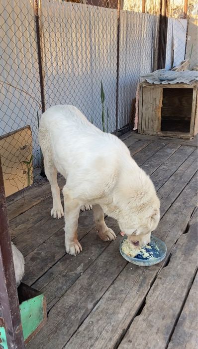 Ургашы тобет сатылады