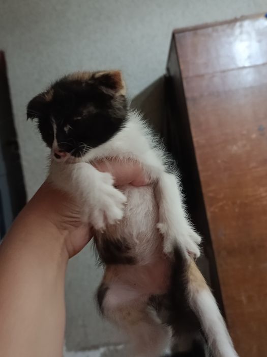 Отдается Котёнок