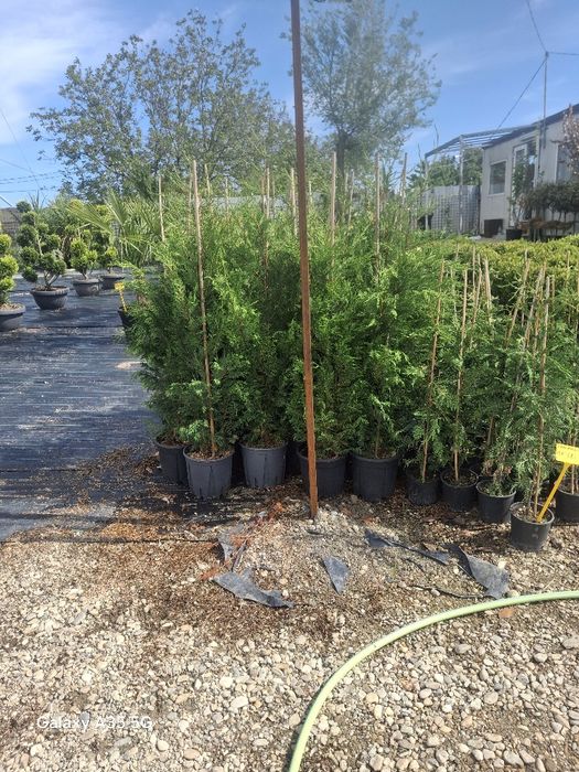 Vând plante ornamentale