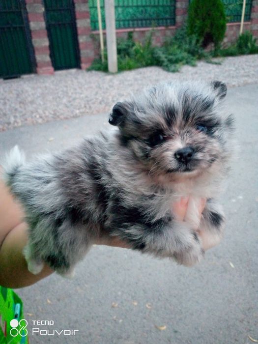 Девочки ПОМЕРАНСКОГО ШПИЦА МИНИКИ МИШКИ.Малышкам месяц.Цена 190000тыс