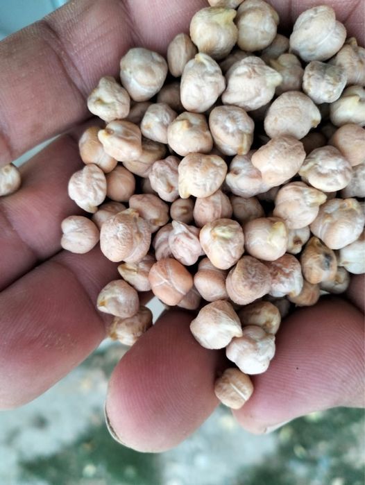 нохат сатылады , тез әрі жұмсақ піседі