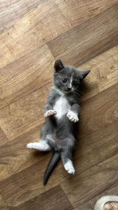 Котята добрые руки