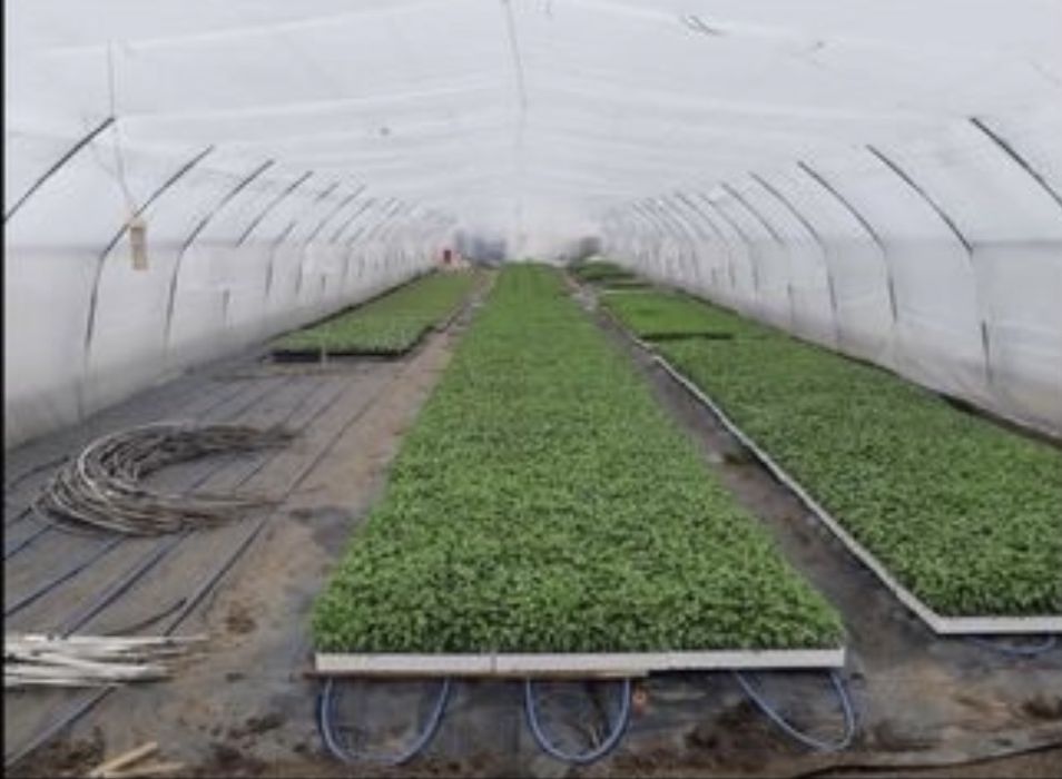 Асеновградска оранжерия