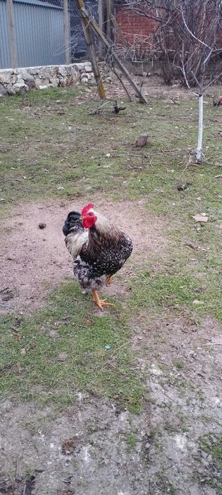 Продавам петел перфектен