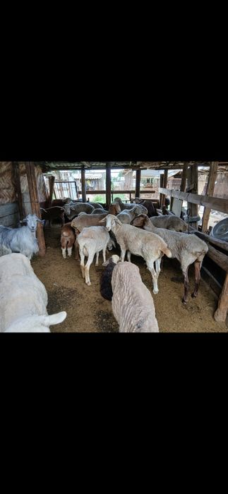 Продам коров, быков, баранов