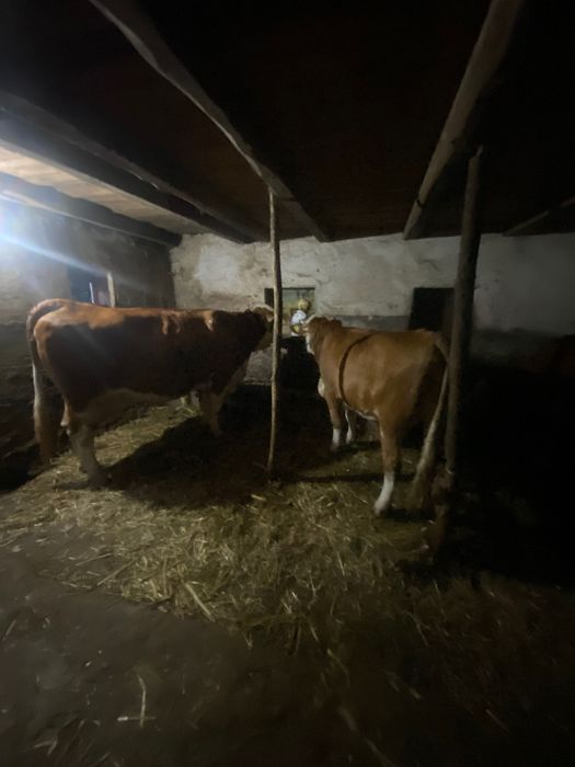 Jurinca de un an și opt luni gestantă în 3 luni provine din mama foarte bună de lapte 8800 lei tel 0748527431