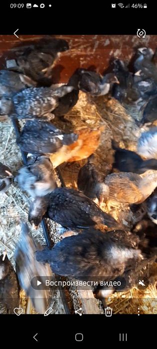 Цыплята домашние