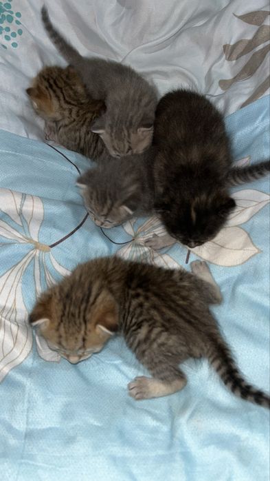 Отдаем красивых котят