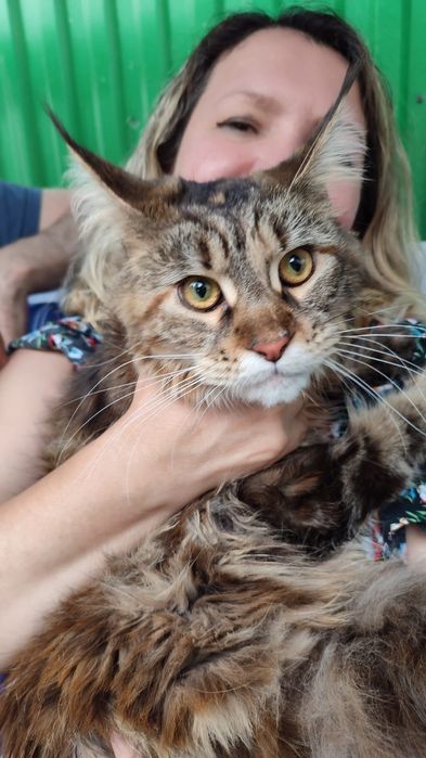 Кошь истинная мейнкун.