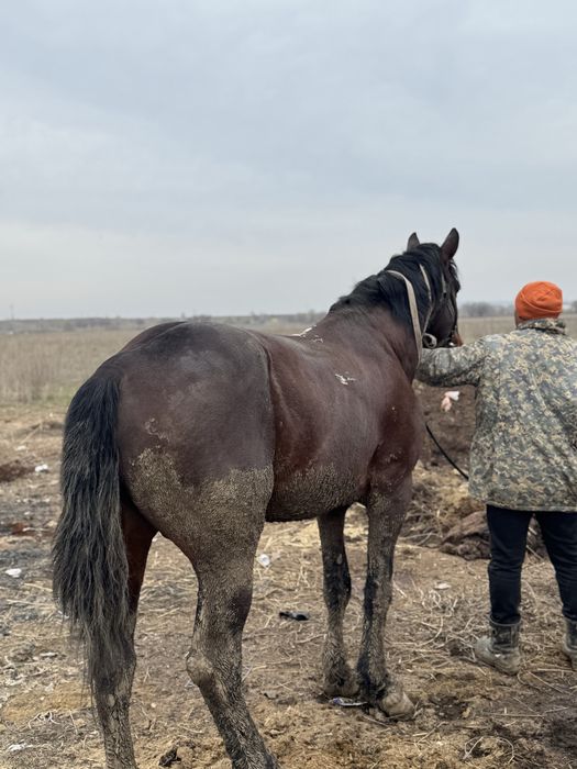 Айғыр,ат,лошадь,жеребець