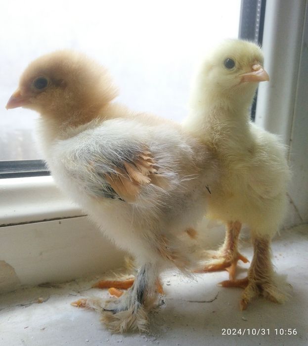 Брама    белое ва чёрное золото   10 кунли жужалари