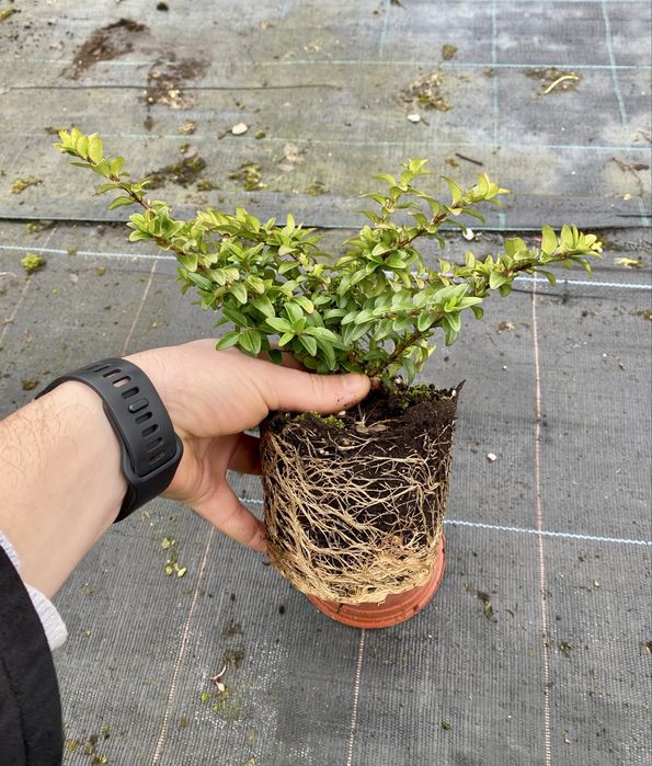 Лоницера нитида Мейгрюн