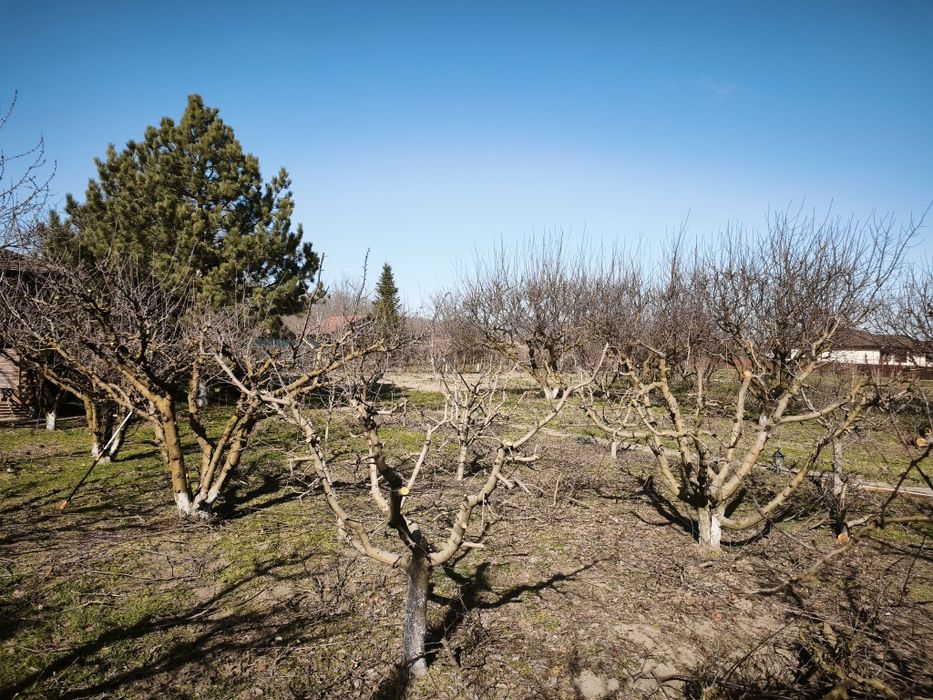 Taieri pomi fructiferi / viță de vie
