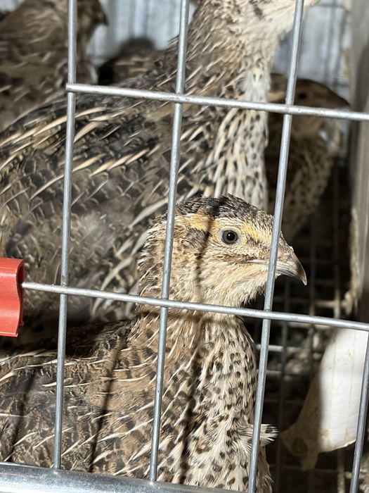 Ouă de prepeliță de vânzare!