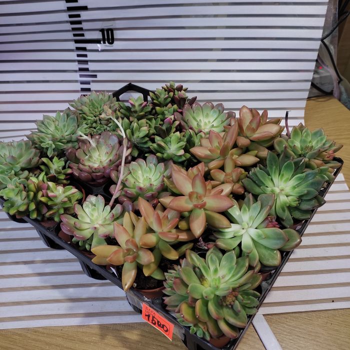 Суккуленты (хавортии, эхверии)