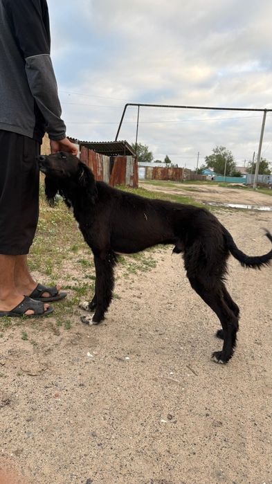 2жасар шашак тазы актобе де тур
