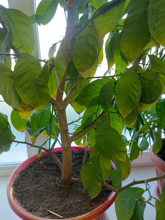 Продам дерево лимона