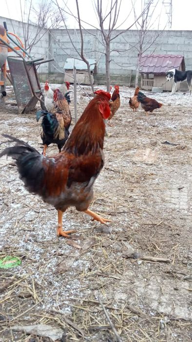 Vand 8 cocoși foarte frumosi