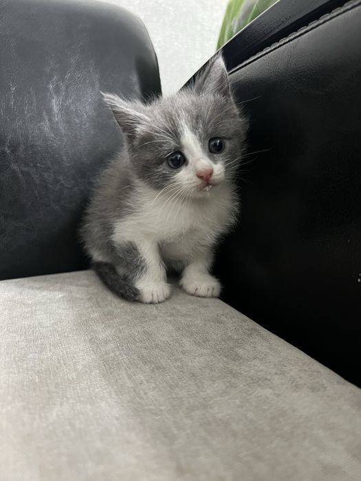 Котенок породистая