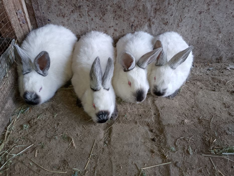 Kaliforniya zotli quyonlar sotiladi Калифор куйон сотилади