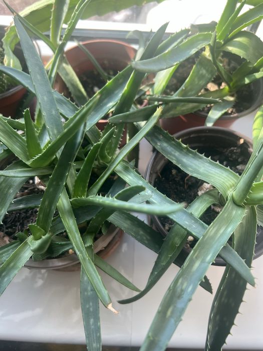 Алоэ вера оптом 4 штуки=1500 тенге