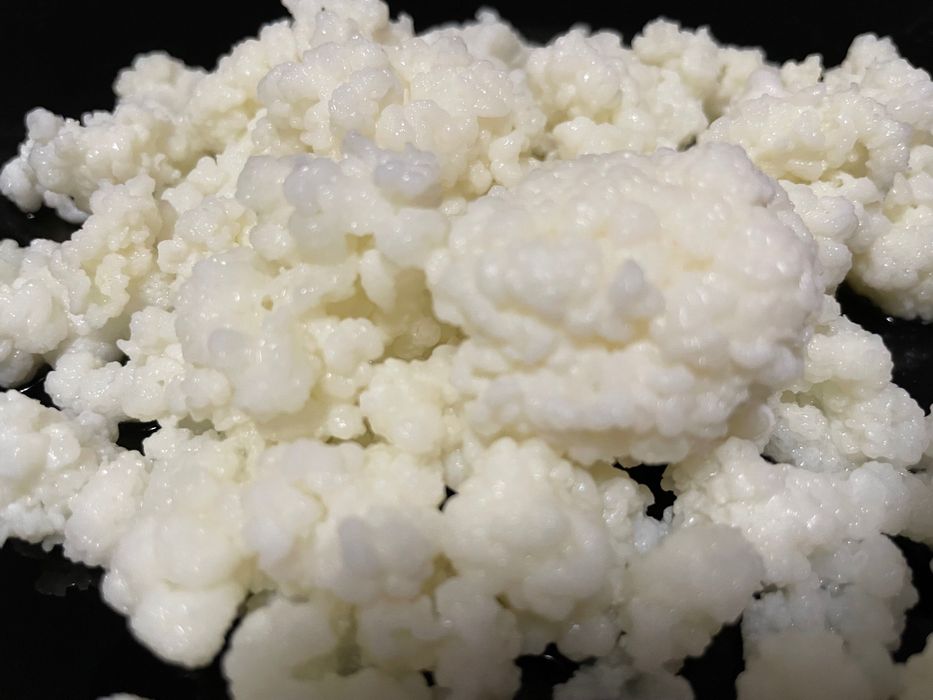 Ciupercă tibetană pentru chefir