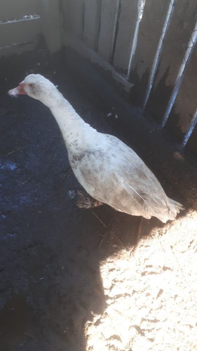 Продам селезня индоутки . Ещё индоутки.