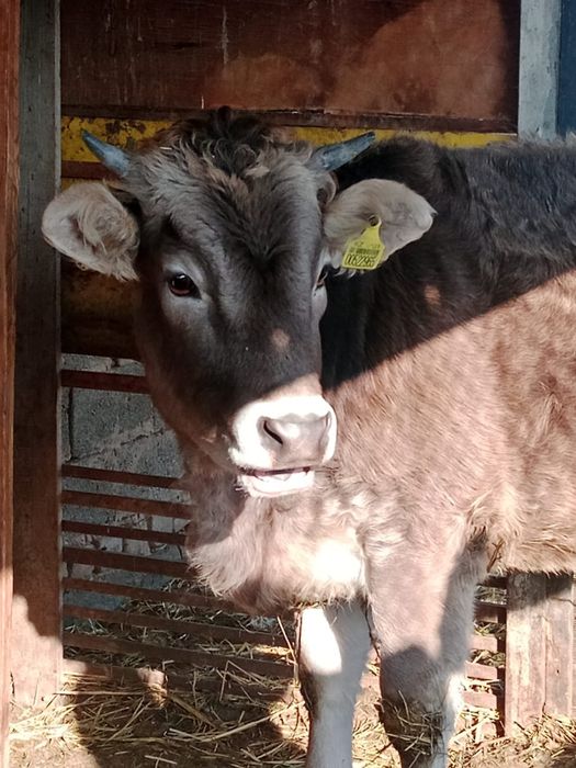 Продам тёлку 450 000