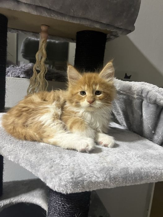 pisicuti M A I N E   C O O N