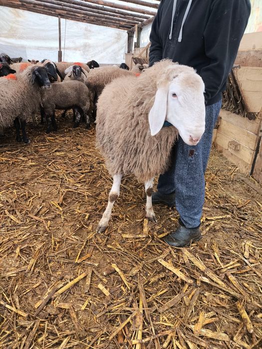 Vând berbec vârsta 2 ani