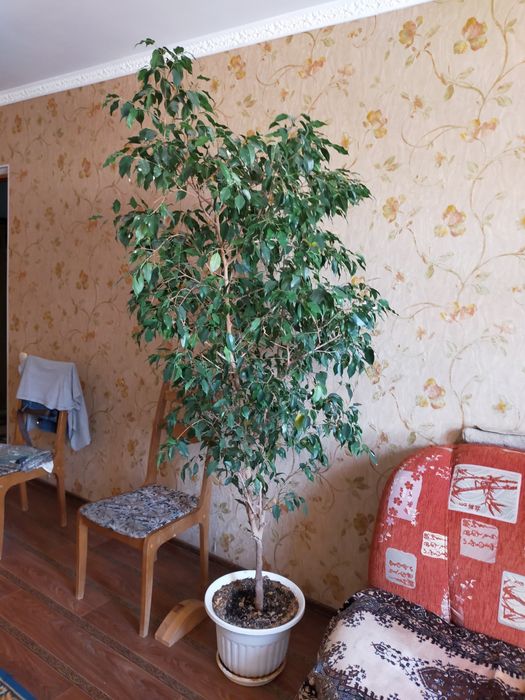 Фикус многолистный