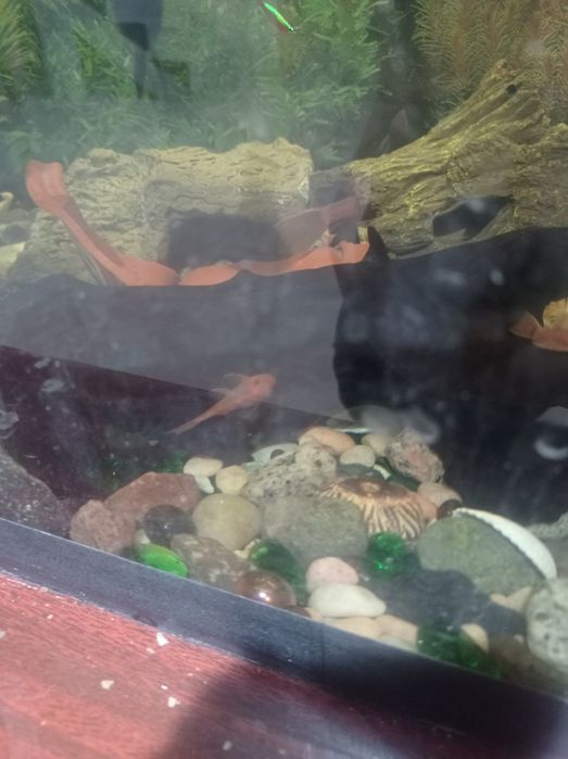 Сомы аквариумные