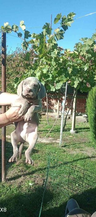 Ваймаранер мъжки !