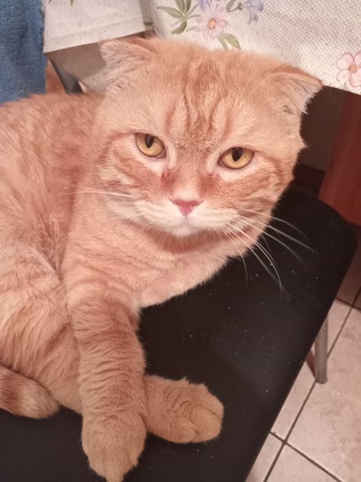 Вязка кота опытный