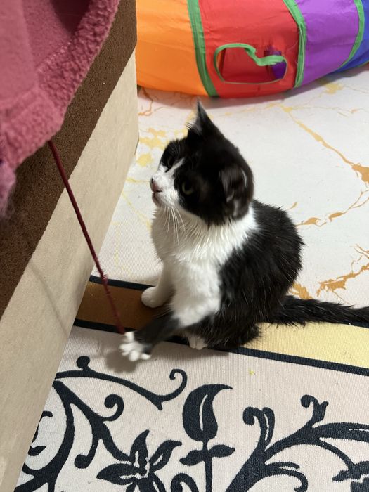 Отдам в добрые руки