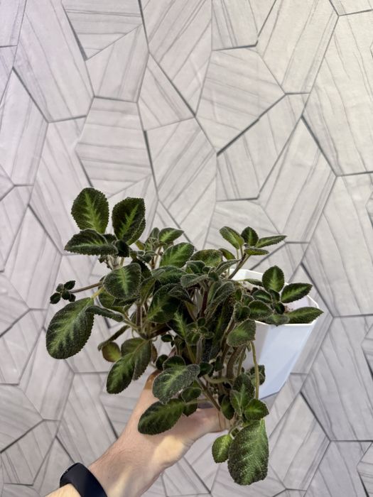 Продам Комнатные цветы