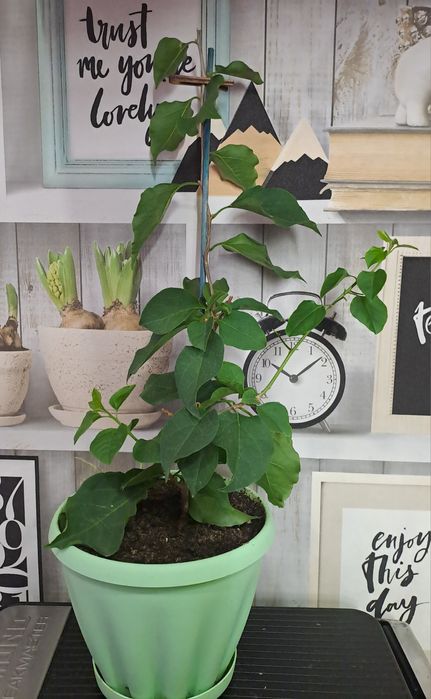 Продам комнатные растения